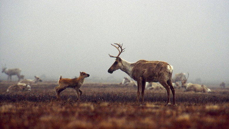 Being Caribou still 2