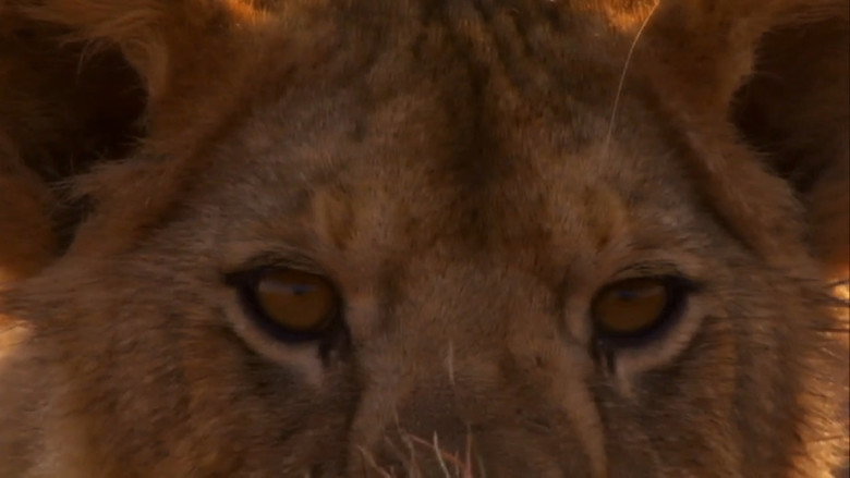 Lion Battle Zone still 4