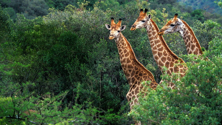 Giraffe: African Giant still 4