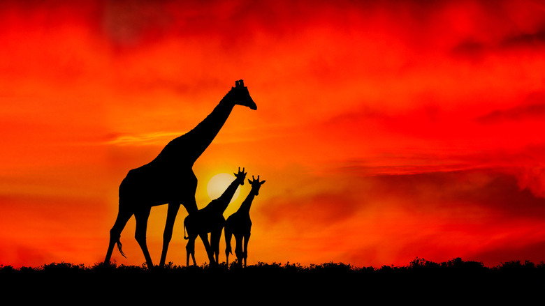 Giraffe: African Giant still 1