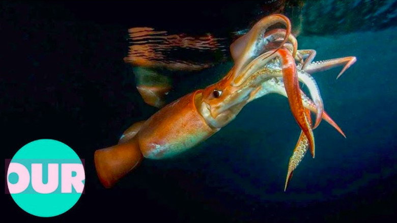 The Truth About Killer Squid still 1