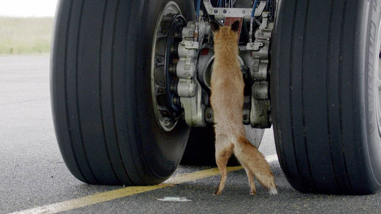 Airport Animal Stories still 1