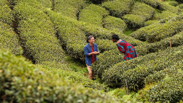 Black Tea still 5