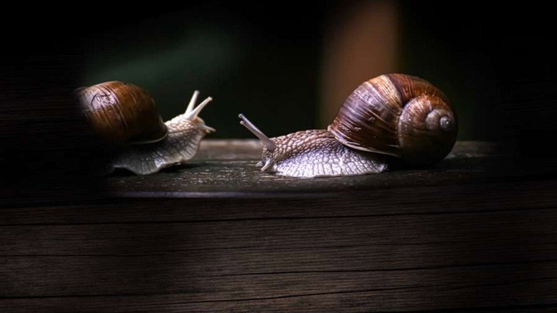 Secret World of Mollusks still 1