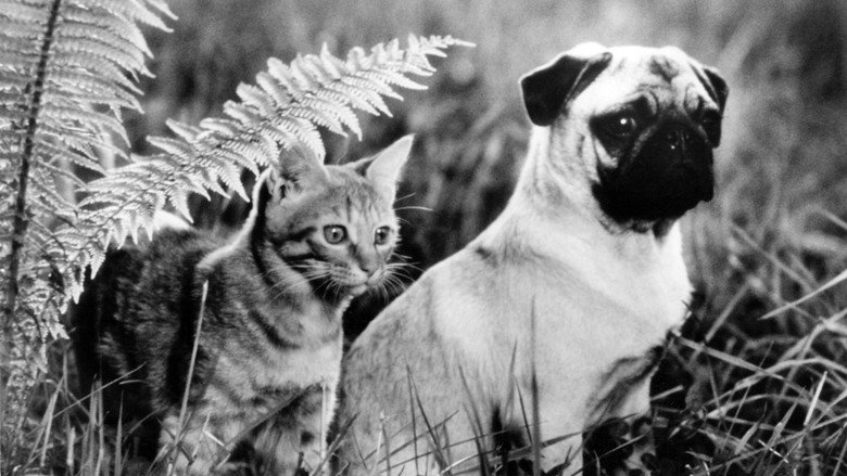 The Adventures of Milo and Otis still 2