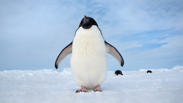 Penguins still 6