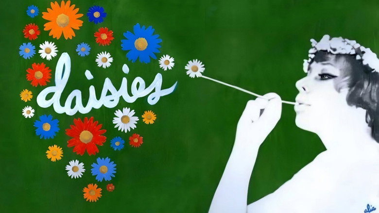 Daisies still 2