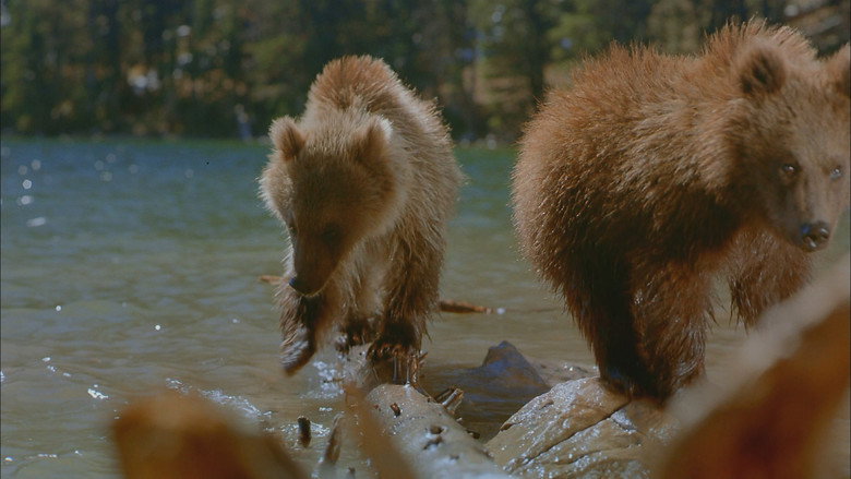 Bears still 1