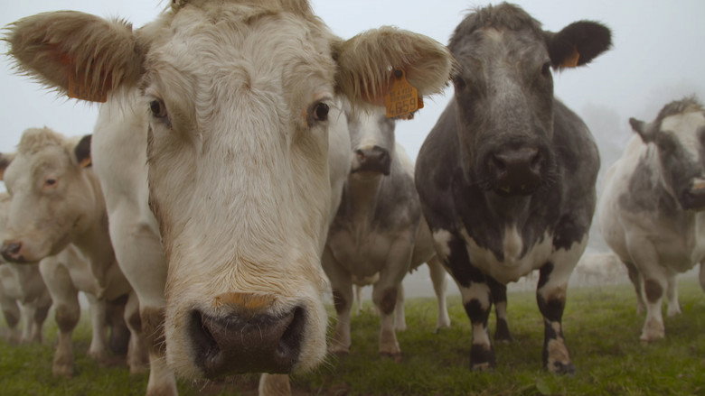 And Man Created the Cow still 1