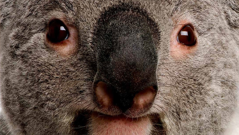 The Koalas still 1