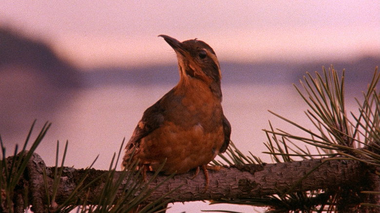 Twin Peaks still 4