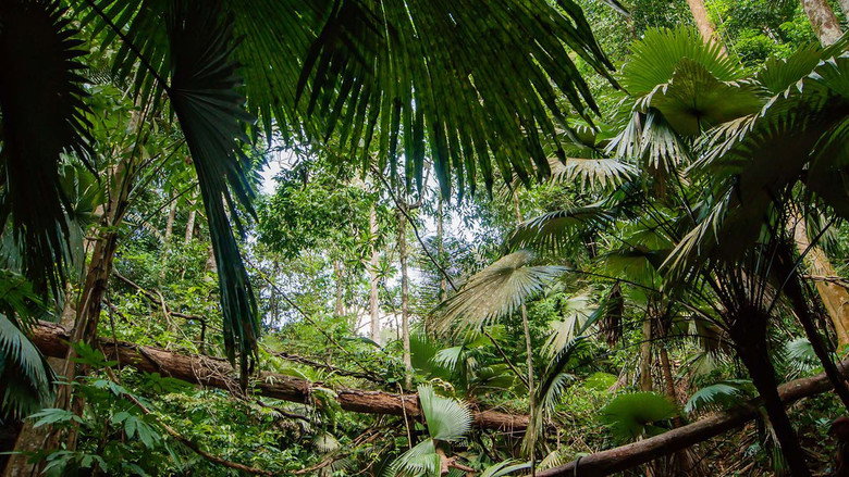 Secret Life of the Rainforest still 3