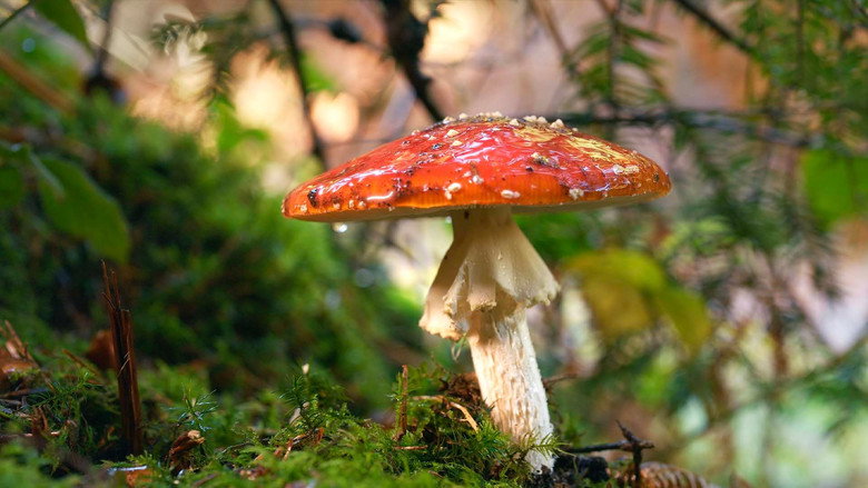 The Fly Agaric still 1