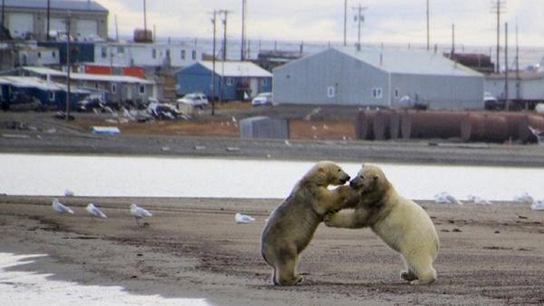 The Great Polar Bear Feast still 1