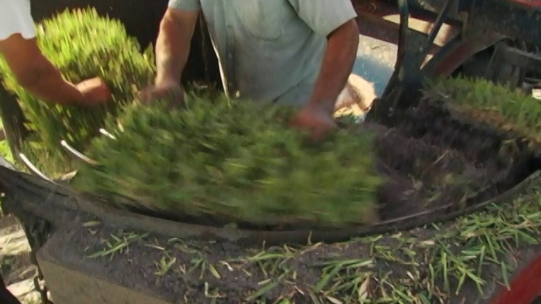 Gimme Green still 1
