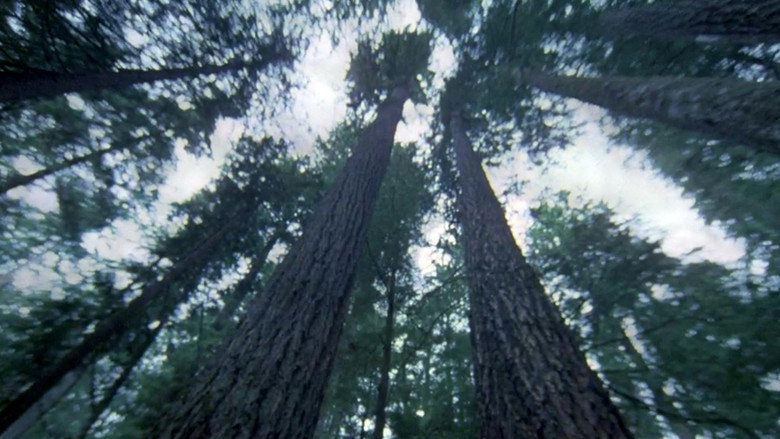 Another Side of the Forest still 1
