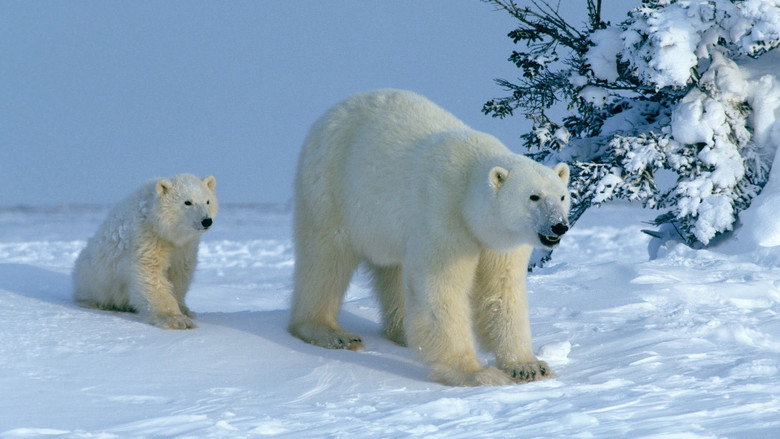 Attenborough Explores... Our Fragile World still 1