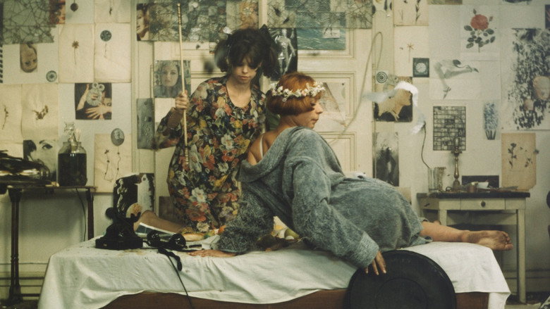 Daisies still 6