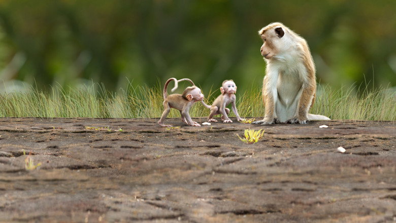 Monkey Kingdom still 4