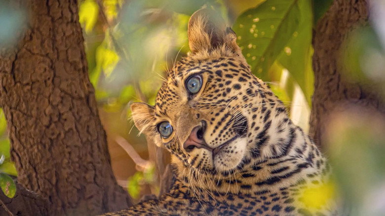 The Leopard Legacy still 1