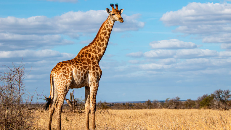 Giraffe: African Giant still 7
