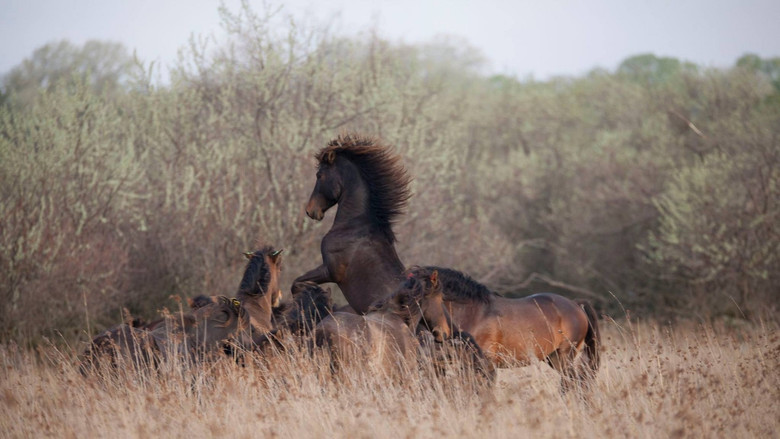Untamed Romania still 2