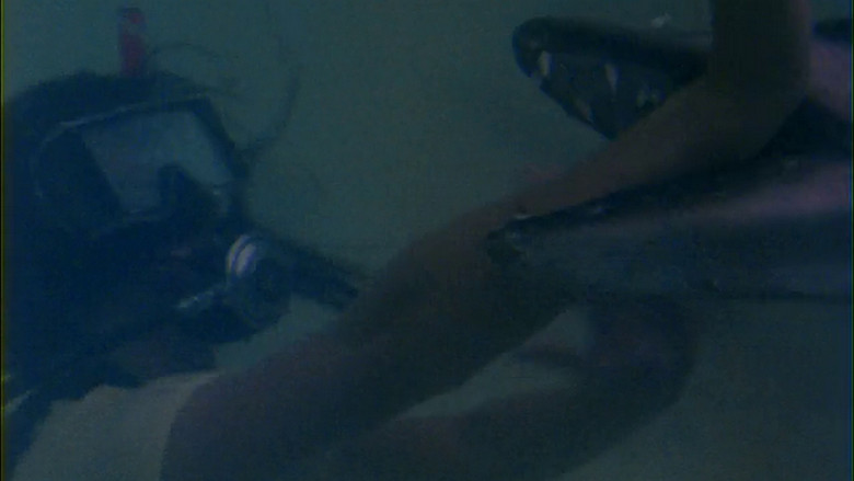 Barracuda still 2