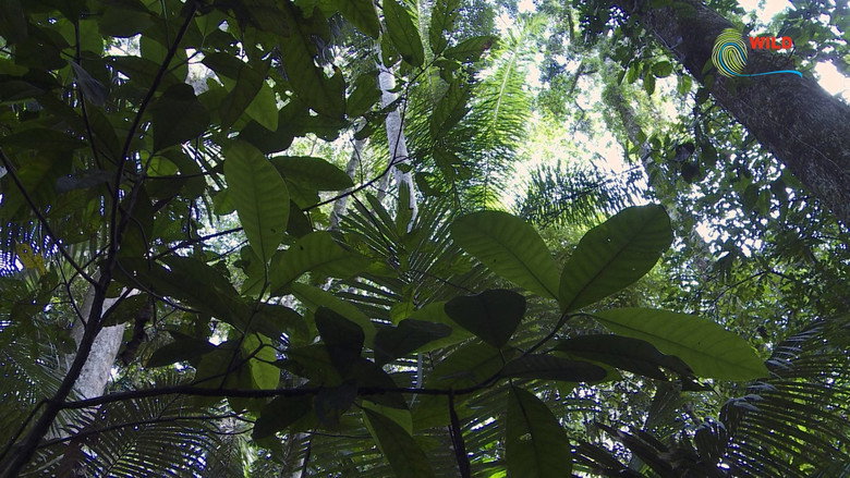 Botanist Francis Hallé Explains... still 7