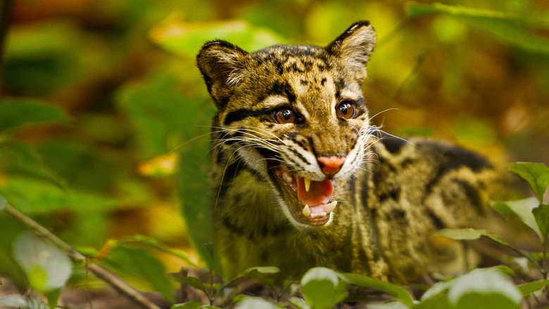 Return of the Clouded Leopards still 1