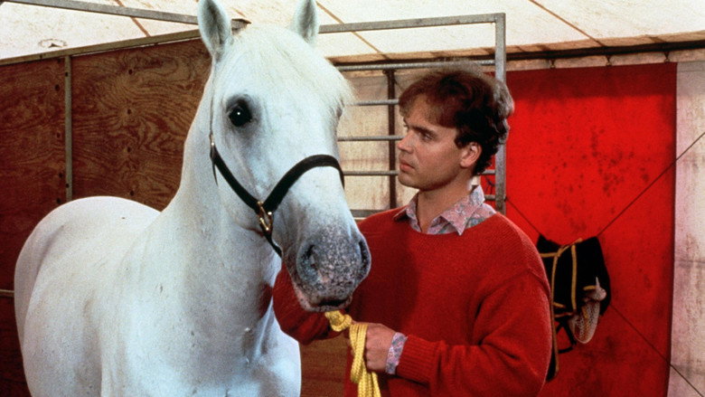 Mein Freund, der Lipizzaner still 3