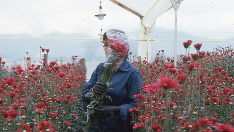 Love, Women and Flowers still 1