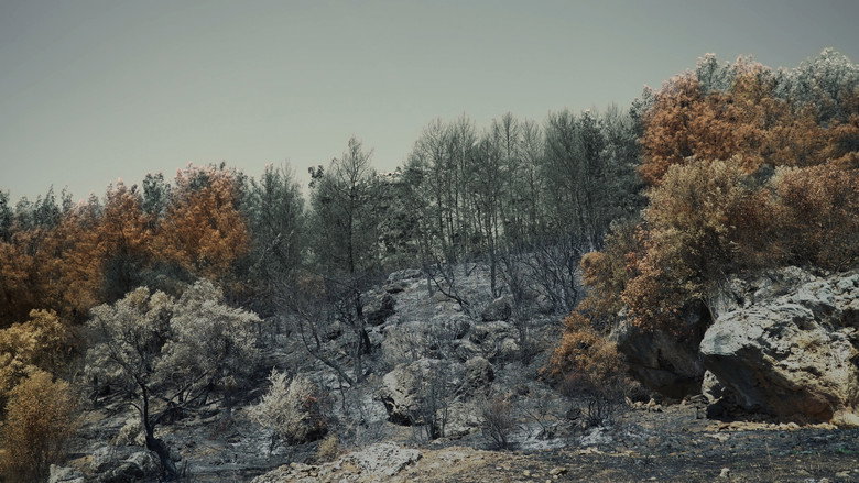 Kül ve Ciğer still 1