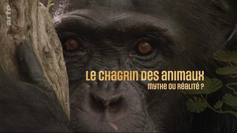 Le chagrin des animaux : mythe ou réalité ? still 1