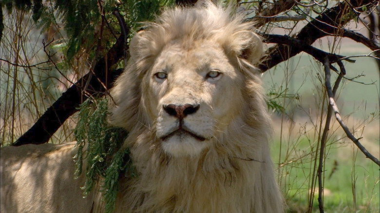 White Lion still 1