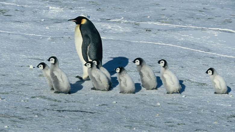 March of the Penguins still 7