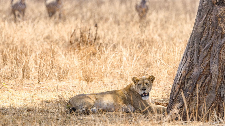 The Last Lions still 1