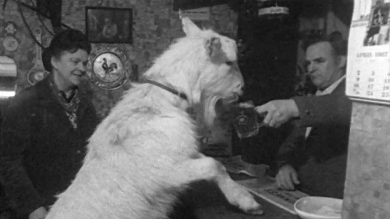 Beer-drinking Billy still 1
