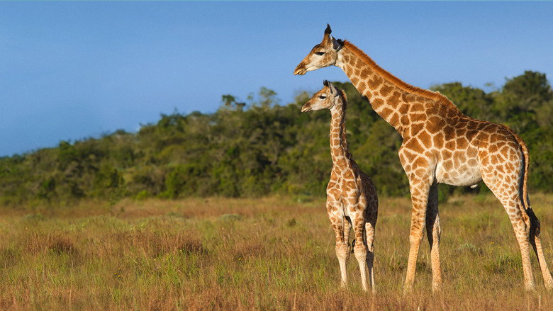 Giraffe: African Giant still 3