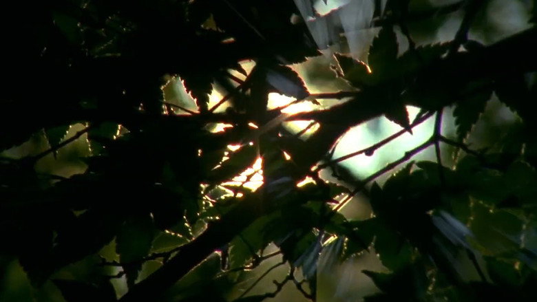 Spectral Ascension still 2