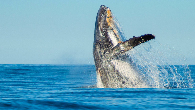 Shark Vs. Whale still 4