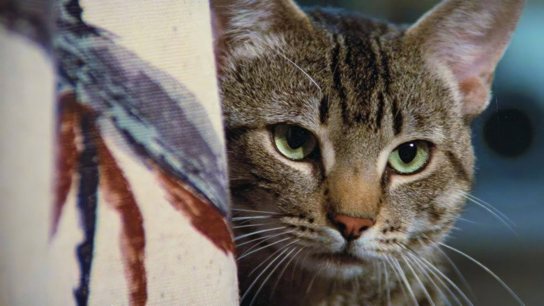 Cat's Eye still 4