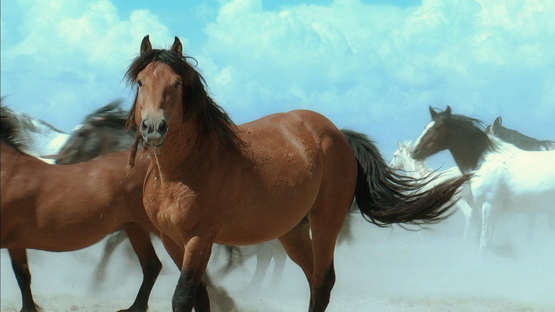 American Mustang still 2