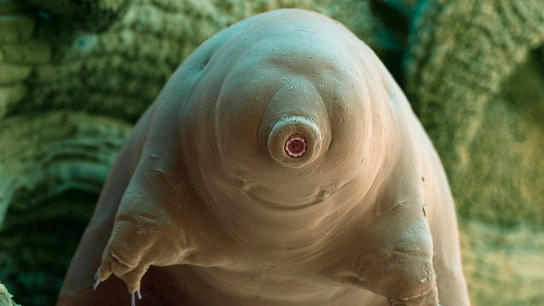 Tiny and Tough - The Incredible Resilience of Tardigrades still 2