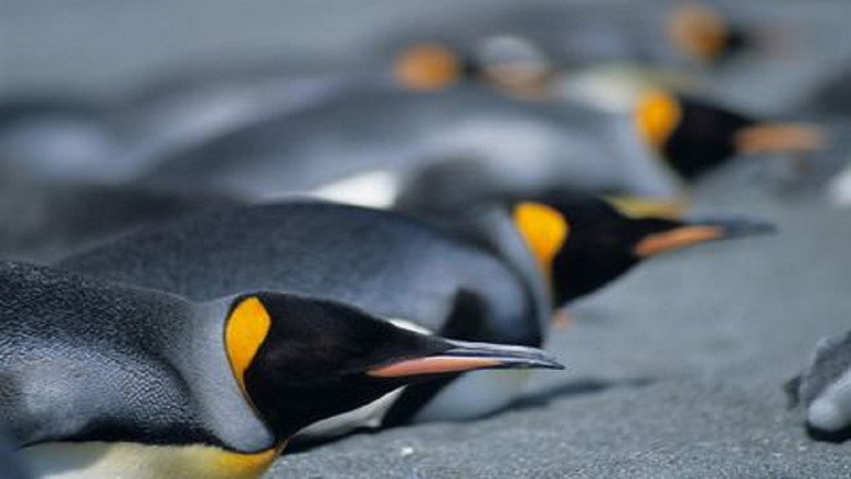 Penguins: The Story of the Bird that wanted to be Fish still 1