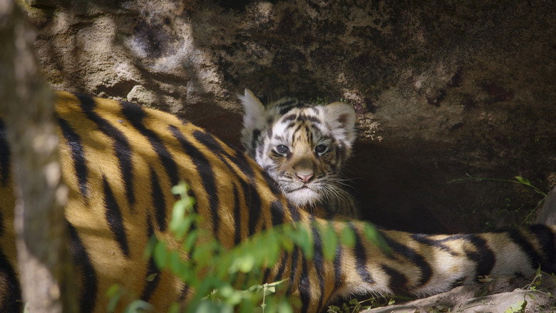 Tiger still 6