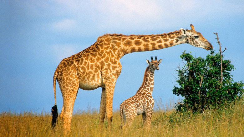 Giraffe: African Giant still 5