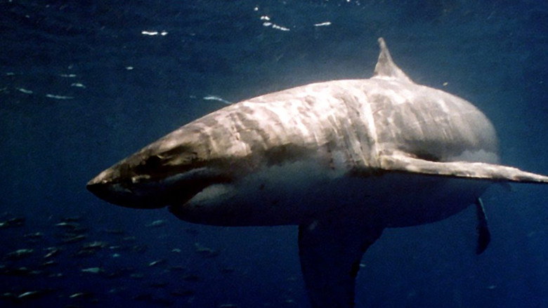 Raging Sharks still 7