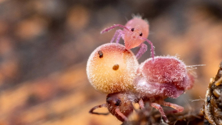 Springtails: The hidden soldiers of Earth still 2