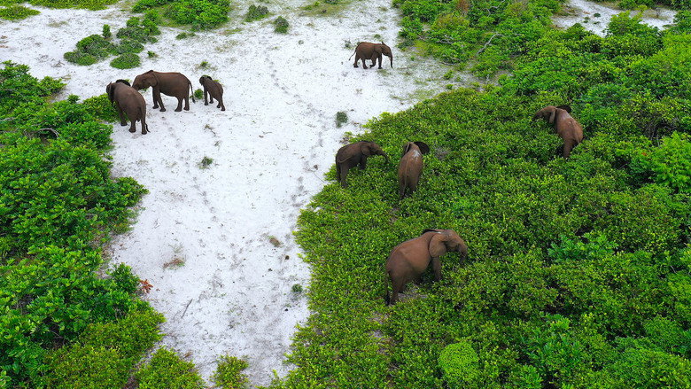 Rainforest First: Climate Protection in Central Africa still 1
