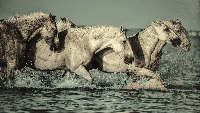 Dream of the Wild Horses still 1